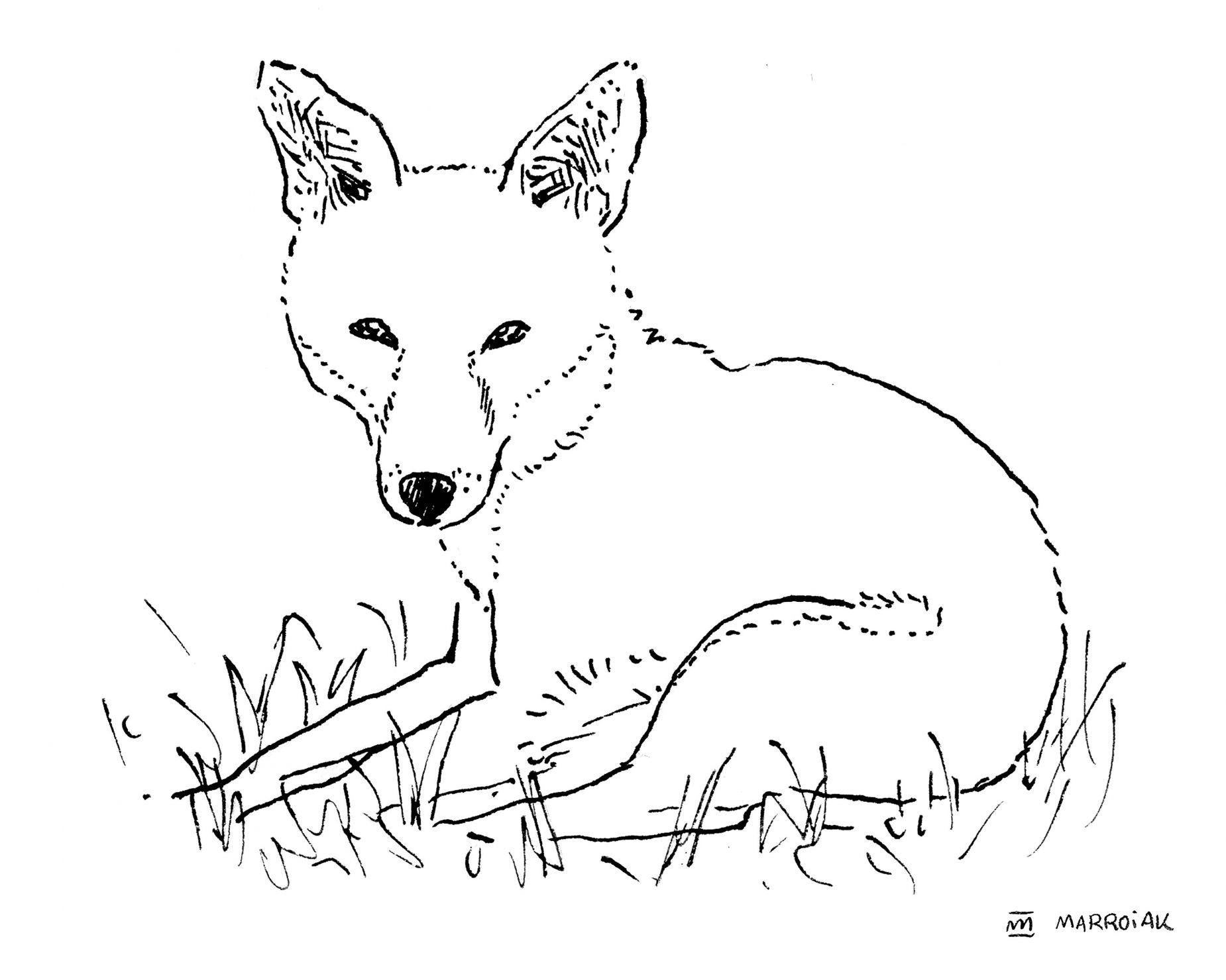 Dibujo zorro común (vulpes vulpes - rabosa) en blanco y negro. Ilustraciones de animales