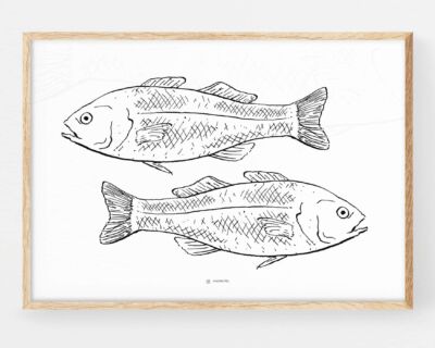 Cuadro para cocinas blanco y negro dos peces dibujados en blanco y negro. Decoración elegante escandinava y nórdica de tonos claros.