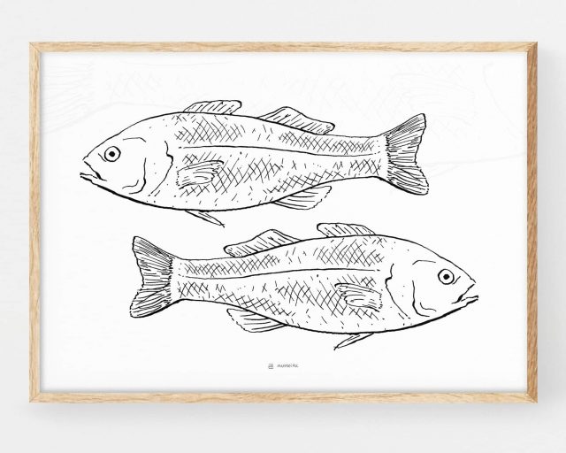 Cuadro para cocinas blanco y negro dos peces dibujados en blanco y negro. Decoración elegante escandinava y nórdica de tonos claros.