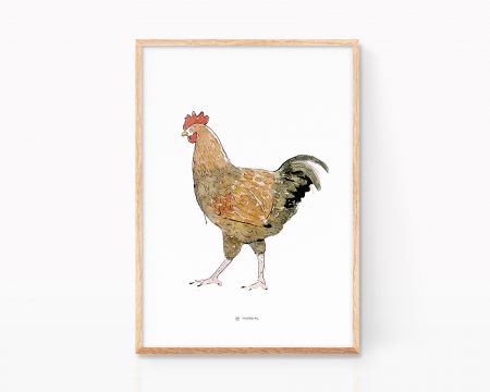 Cuadro ilustración decorativa para enmarcar. Láminas dibujos de gallinas para cocina. Print con una ilustración de animales de granja. Decoración vintage con un gallo hecho en acuarela.