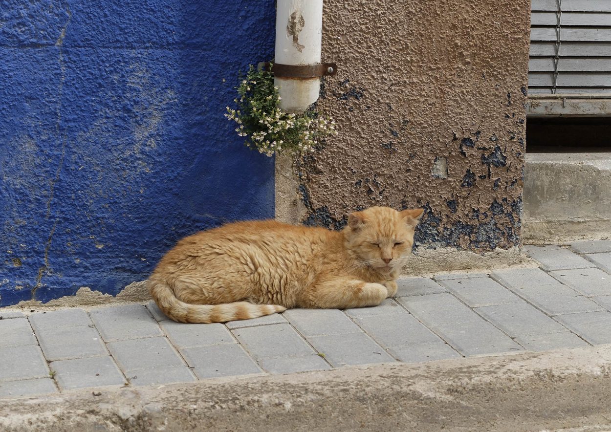 Fotografía gato haciendo la siesta en la vall de gallinera, Marina Alta (Alicante)