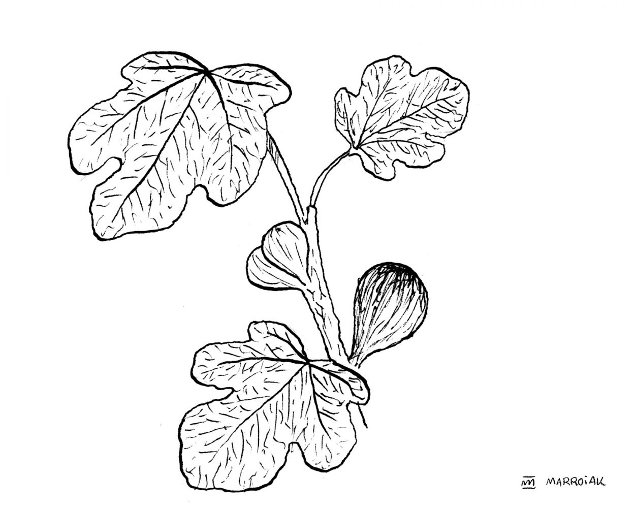 Dibujo higuera (Ficus carica - figuera) blanco y negro