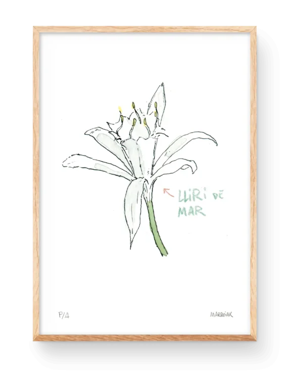Lamina decorativa con un dibujo acuarela de la flor azucena de mar. Ilustración de Marroiak