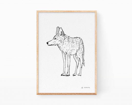 Lámina blanco y negro dibujo coyote Canis latrans