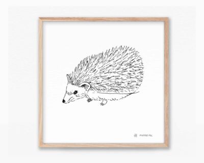 Dibujos animales España y Península Ibérica: ilustración erizo moruno (Atelerix algirus) en blanco y negro. Lámina decorativa para enmarca de naturaleza autóctona de valencia.