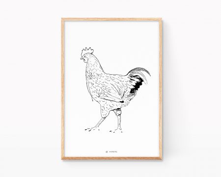 Cuadro decorativo para cocina con dibujo de una gallina de granja en blanco y negro. Ilustraciones para enmarcar con motivos de granja vintage