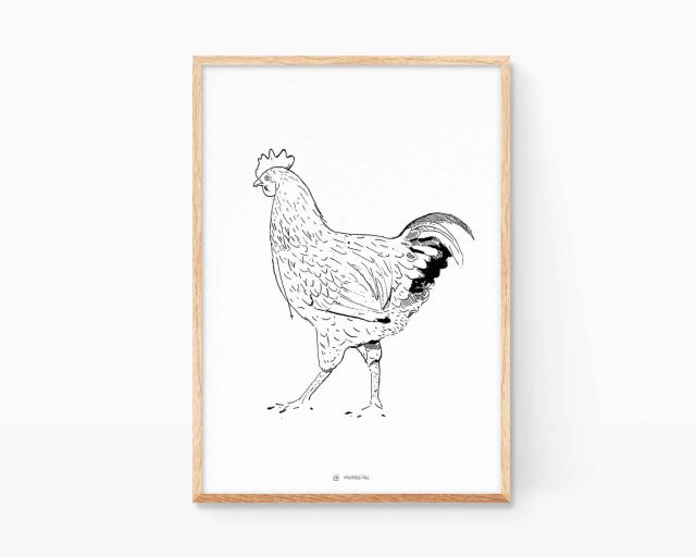 Cuadro decorativo para cocina con dibujo de una gallina de granja en blanco y negro. Ilustraciones para enmarcar con motivos de granja vintage
