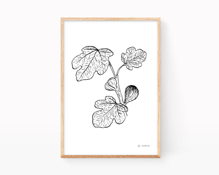 Lámina ilustración botánica de una rama de higuera en blanco y negro