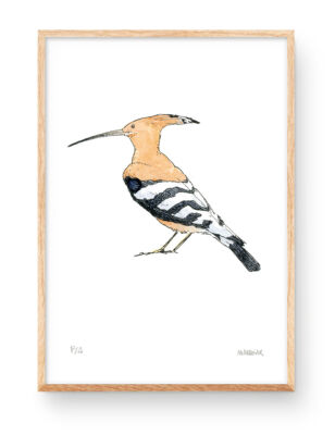 Paput (hoopoe) drawing in watercolor. Illustrations of birds of nature