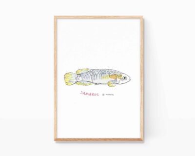 Cuadro decorativo con una ilustración en acuarela de un pez samaruc (Valencia hispánica) endémico de la Comunidad Valenciana. Láminas con dibujos para enmarcar decoración de animales y naturaleza.