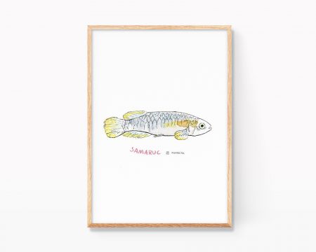 Cuadro decorativo con una ilustración en acuarela de un pez samaruc (Valencia hispánica) endémico de la Comunidad Valenciana. Láminas con dibujos para enmarcar decoración de animales y naturaleza.