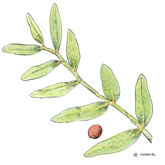 Imagen ilustración en acuarela del llentiscle, lentisco o Pistacia lentiscus