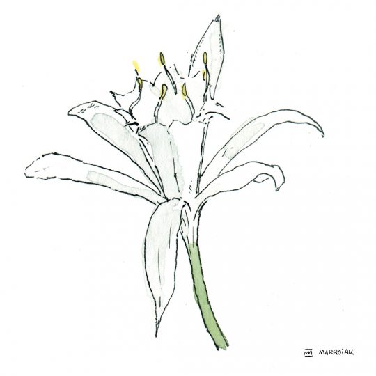 Dibujo acuarela flor de la Azucena de mar (Pancratium maritimum). Lliri de mar en valenciano