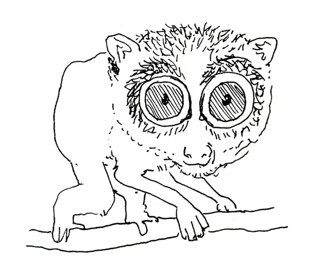 dibujo primate loris esbelto rojo (loris tardigradus)
