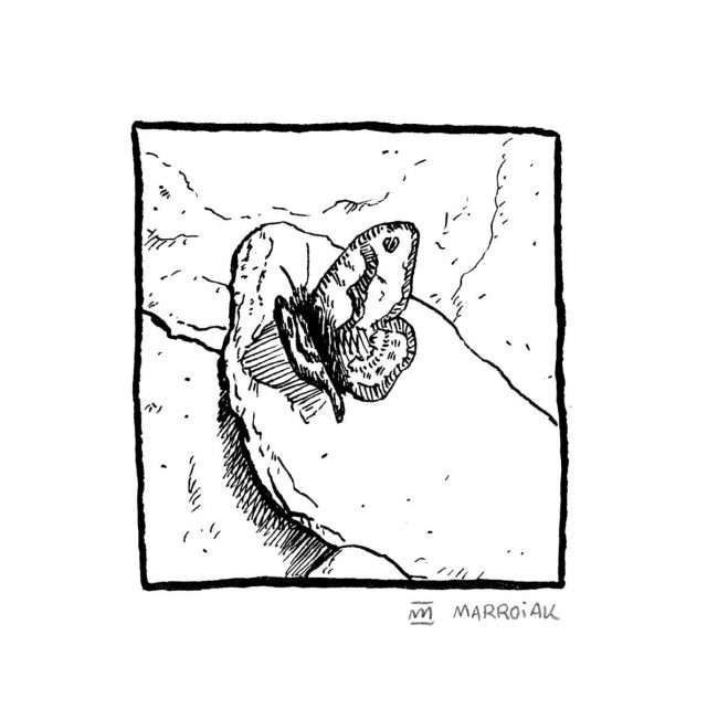 Dibujo en blanco y negro de una mariposa posandose sobre una pieda