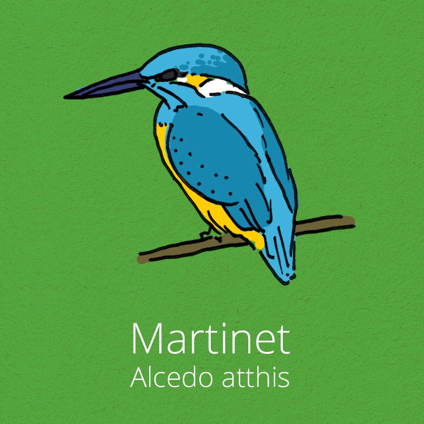 Dibujo pájaro Martin Pescador (Martinet o Blavet). Alcedo Atthis