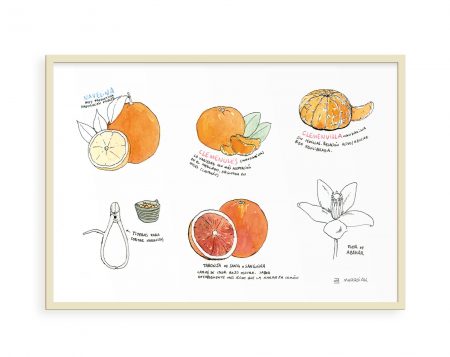 Lámina decorativa para cocinas con un dibujo de diferentes variedades de naranjas de Valencia. Ilustración en tinta y acuarela sobre papel