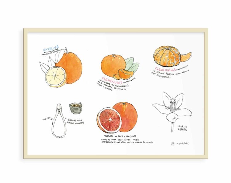 Lámina decorativa para cocinas con un dibujo de diferentes variedades de naranjas de Valencia. Ilustración en tinta y acuarela sobre papel