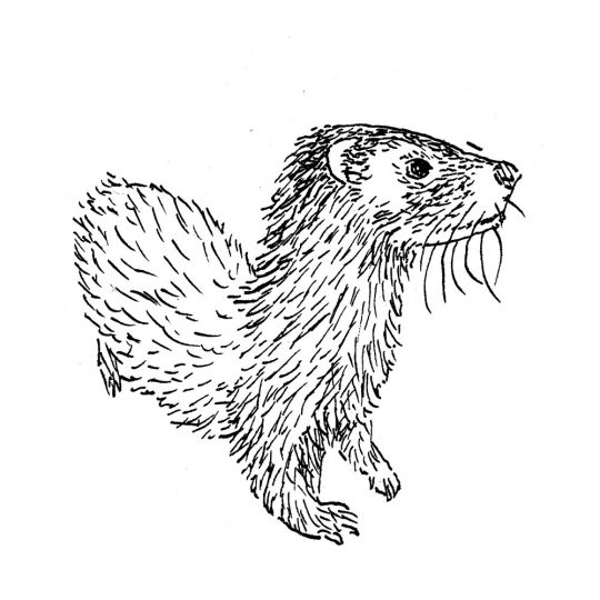 Dibujo nutria común (lludria - Lutra lutra) en blanco y negro.