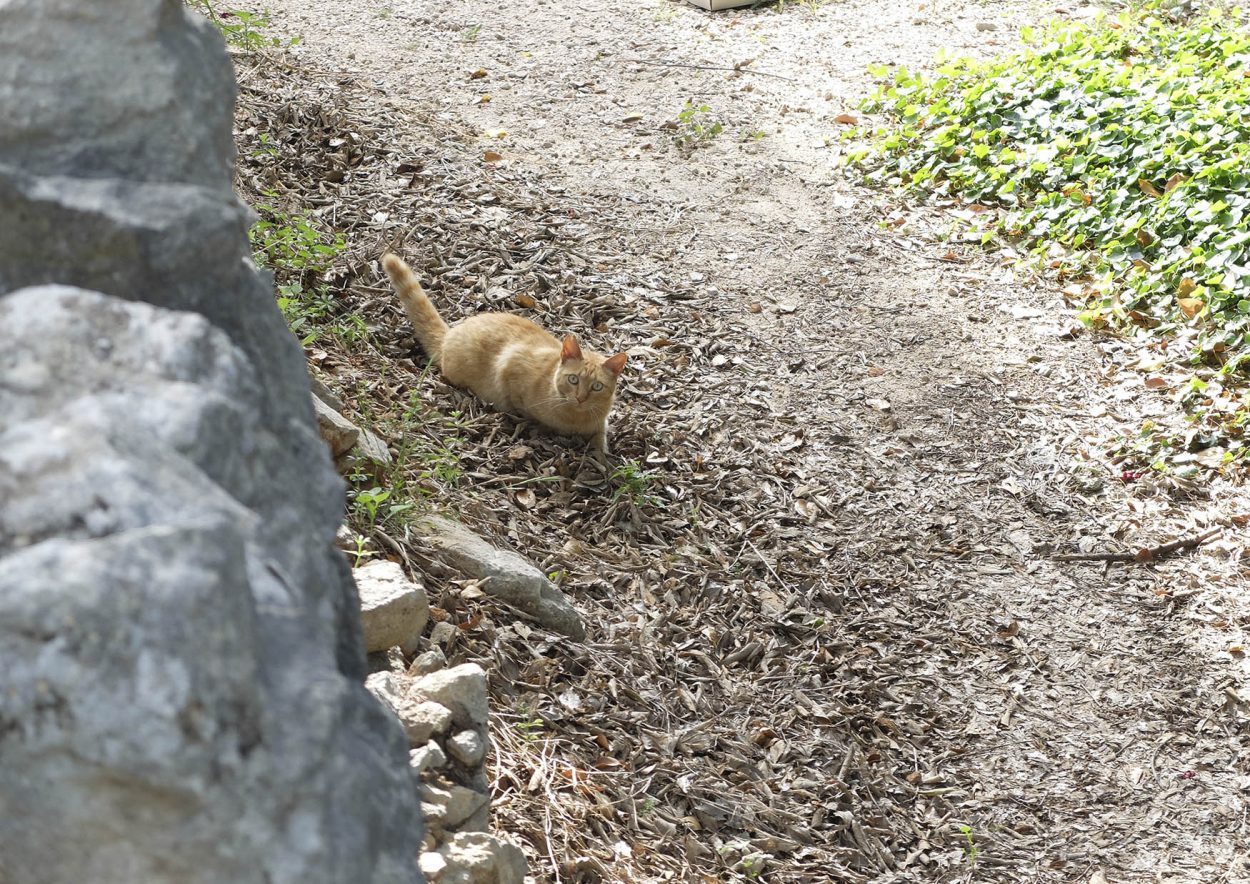 Un gato en la vall de gallinera, Marina Alta (Alicante)