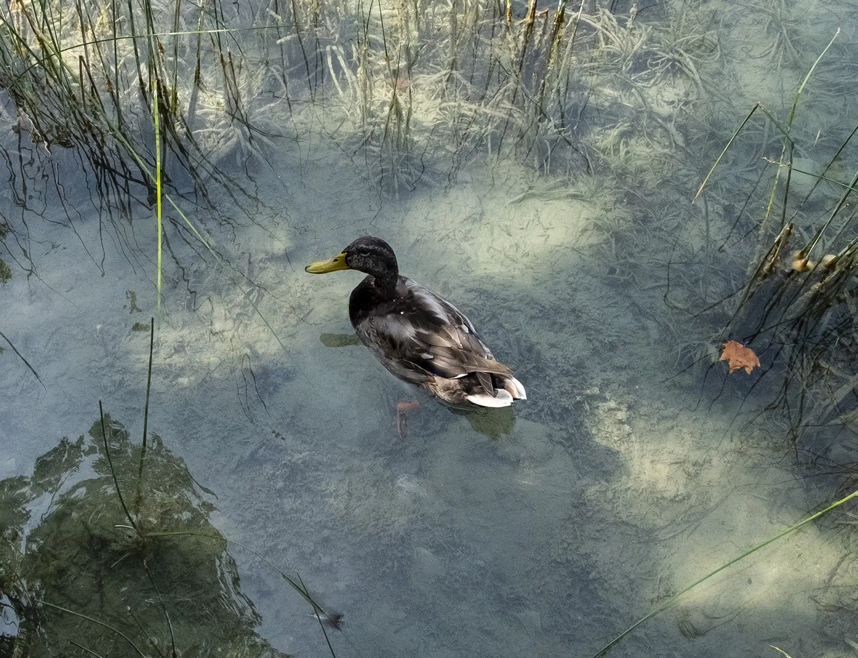 Fotografía de un pato en el estanque de Banyoles, Cataluña