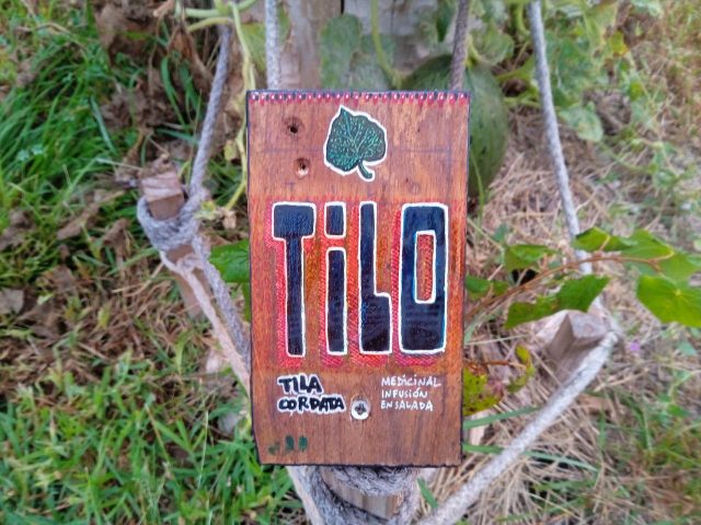 Cartel botánico pintado a mano en madera para un árbol de Tilo