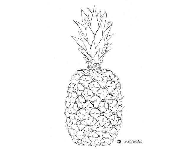 Dibujo piña (Ananas comosus - pinya). Ilustraciones botánicas
