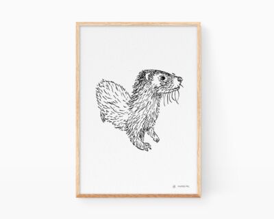 Otter drawing print. Illustrations of nature of the Valencian Community and Spain. Black and white pictures.