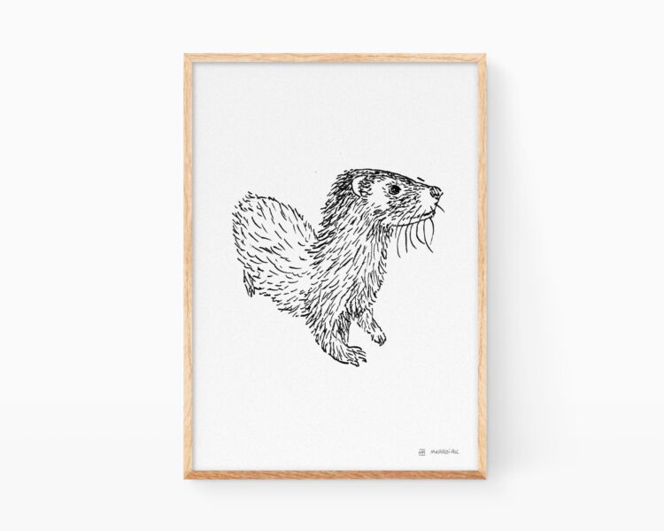 Lámina dibujo nutria. Ilustraciones de naturaleza de la Comunidad Valenciana y España. Cuadros en blanco y negro.