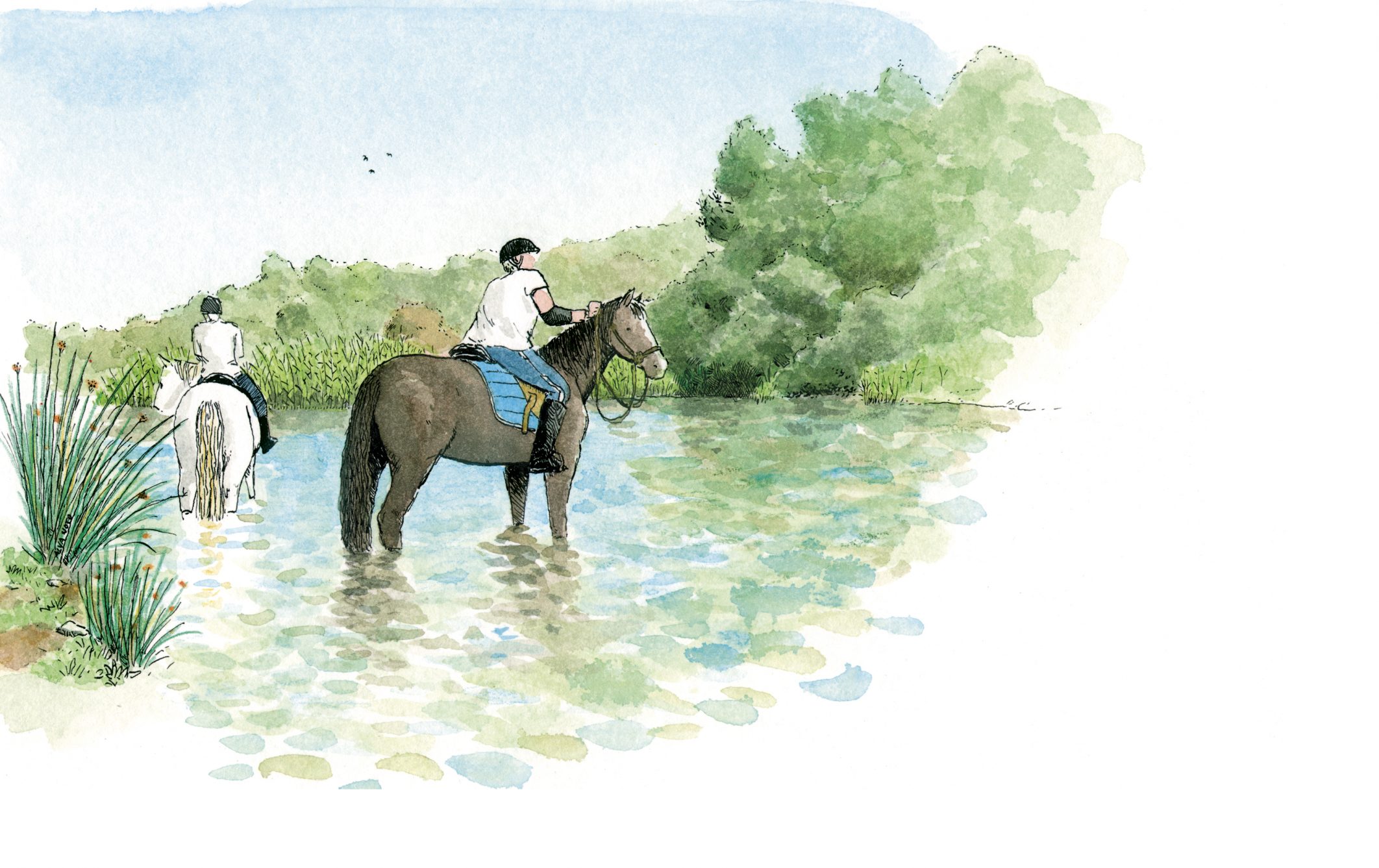 Dibujo de dos caballos en el rio bullent en el parque natural de la marjal pego oliva. Valencia