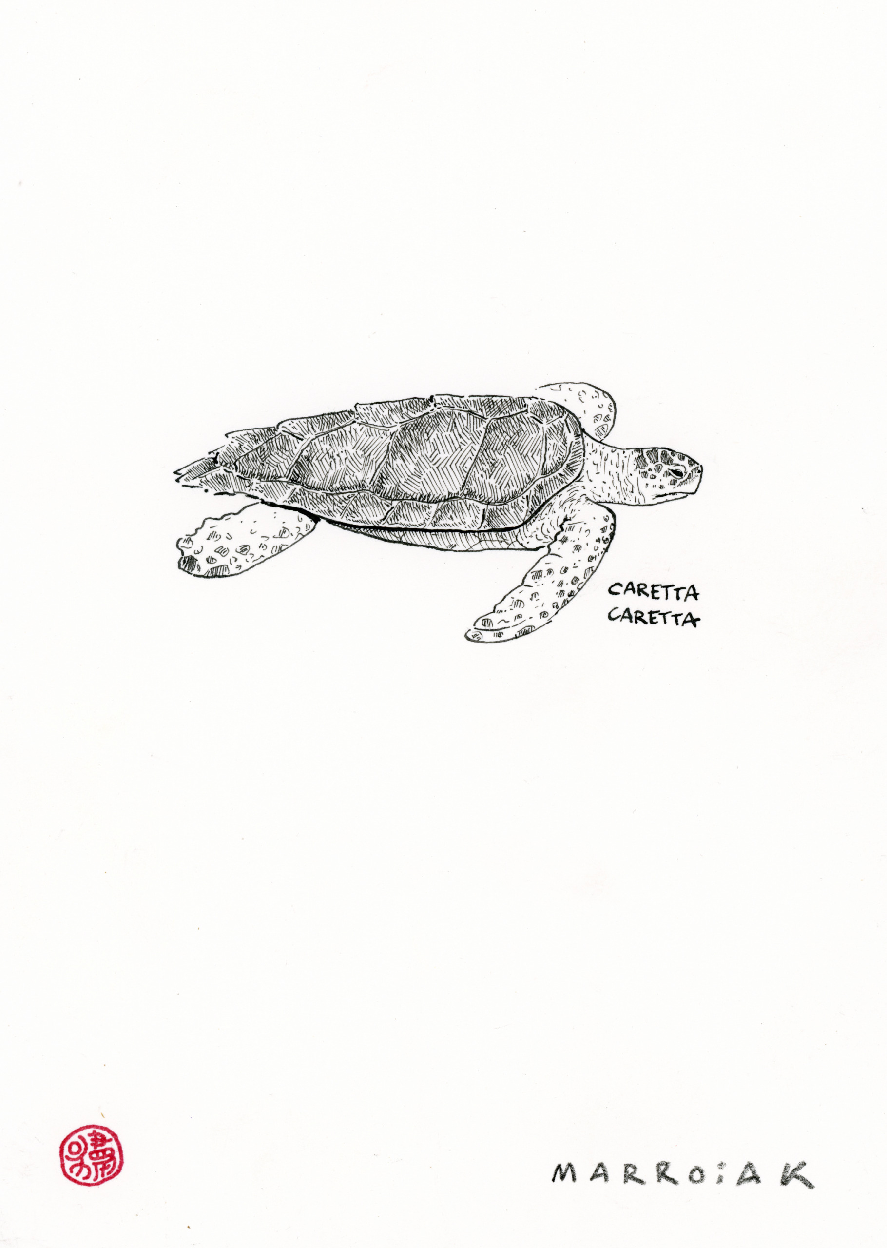 Dibujo origina a tinta de la tortuga boba caretta caretta